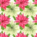 Watercolor Christmas poinsettia seamless pattern. Red and white winter flowers. repeating background Royalty Free Stock Photo