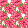 Watercolor Christmas poinsettia seamless pattern. Red winter flowers. repeating background Royalty Free Stock Photo