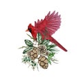 Watercolor Christmas red cardinal bird with bouquet of pine cones, fir branches Royalty Free Stock Photo