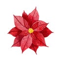 Watercolor Christmas red poinsettia flower illustration isolated Royalty Free Stock Photo