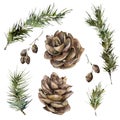 Watercolor Christmas set with fir branches, pine cones and alder. Hand painted holiday elements with plants isolated on