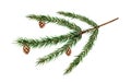 Watercolor christmas spruce with pine branch, cedar, fir and larch cone. New year botanical illustration isolated on