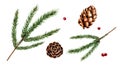 Watercolor christmas spruce and pine branch, cedar, fir and larch cone. New year botanical illustration of realistic red