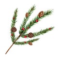 Watercolor christmas spruce and pine branch, cedar, fir and larch cone. New year botanical illustration of realistic red