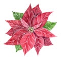 Watercolor Christmas star flower, red poinsettia flowers, hand drawn illustration isolated on white background, perfect Royalty Free Stock Photo