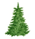 Watercolor Christmas tree illustration. Hand painted evergreen fir tree isolated on white background. Lush green forest Royalty Free Stock Photo