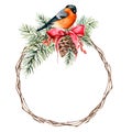 Watercolor Christmas wreath with bullfinch and winter design. Hand painted bird with pine cone, red bow, berries, fir Royalty Free Stock Photo