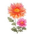 Watercolor chrysanthemum flowers with orange and pink color. Hand painted floral illustration isolated on white background. Can be Royalty Free Stock Photo