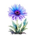 Watercolor chrysanthemum flowers with purple and blue color. Hand painted floral illustration isolated on white background. Can be Royalty Free Stock Photo