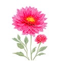 Watercolor chrysanthemum flowers with red and pink color. Hand painted floral illustration isolated on white background. Can be Royalty Free Stock Photo