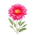 Watercolor chrysanthemum flowers with red and pink color. Hand painted floral illustration isolated on white background. Can be Royalty Free Stock Photo