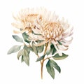 Watercolor Chrysanthemum Flowers On White Background Royalty Free Stock Photo