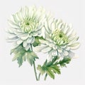 Watercolor Chrysanthemum Illustration: Delicate Still-lifes In Eastern Zhou Dynasty Style