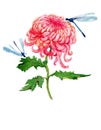 Watercolor chrysanthemum illustration
