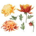 Watercolor chrysanthemum set