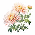 Watercolor Chrysanthemum: Vibrant Illustration In Tamura Yoshiyasu Style