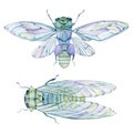 Watercolor cicada. Royalty Free Stock Photo