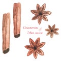 Watercolor cinnamon and star anise on the white