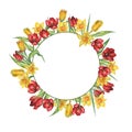 Watercolor circle frame of yellow, red tulips and daffodils. Watercolor illustration Isolated on a white background. Royalty Free Stock Photo