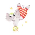 Watercolor circus animal cute acrobatic elephant on ball isolated on white background