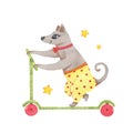 Watercolor circus animal cute dog riding on scooter isolated on white background Royalty Free Stock Photo