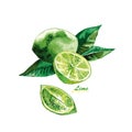 Watercolor Citrus fruit Lime, lime slice. Hand painted