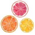 Watercolor citrus fruits illustration