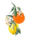 Watercolor citrus fruits illustration