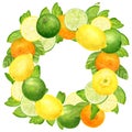 Watercolor citrus wreath. Hand drawn botanical illustration of mandarin, tangerine, lime and lemon fruits and slices Royalty Free Stock Photo