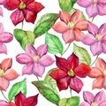 Watercolor clematis seamless pattern.