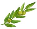Watercolor clip art collection of fresh herbs isolated: mint, rosemary, sage, oregano, bay leaves, olive, thyme