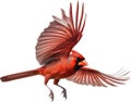Watercolor clip art of a Northern Cardinal bird. AI-Generated. Royalty Free Stock Photo