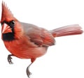 Watercolor clip art of a Northern Cardinal bird. AI-Generated. Royalty Free Stock Photo