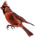 Watercolor clip art of a Northern Cardinal bird. AI-Generated. Royalty Free Stock Photo