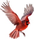 Watercolor clip art of a Northern Cardinal bird. AI-Generated. Royalty Free Stock Photo