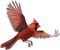 Watercolor clip art of a Northern Cardinal bird. AI-Generated. Royalty Free Stock Photo