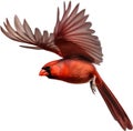 Watercolor clip art of a Northern Cardinal bird. AI-Generated. Royalty Free Stock Photo