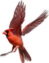 Watercolor clip art of a Northern Cardinal bird. AI-Generated. Royalty Free Stock Photo