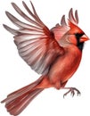 Watercolor clip art of a Northern Cardinal bird. AI-Generated. Royalty Free Stock Photo