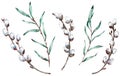 Watercolor clip-art of pussy willow branches. Illustration.