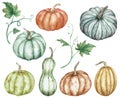 Watercolor clipart of colorful pumpkins green, red, orange, blue and leaves. Thanksgiving collection of pumpkin harvest.