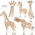 Watercolor clipart with cute cartoon giraffes, family, mom and baby, giraffe head. Royalty Free Stock Photo