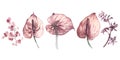 Watercolor clipart flowers anthuriums. Tropical flowers. Jungle plants style .