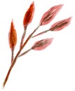 Watercolor clipart of a single branch of orange dry plant