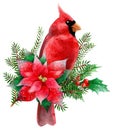 Watercolor cliparts. Christmas and winter red bird cardinals.