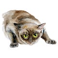 Watercolor close up portrait of cute fat Siamese breed cat isolated on white background. Deep brown colouration. Hand drawn sweet