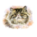 Watercolor close up portrait of cute longhair Persian breed cat isolated on white background. Blurred technique. Turtle colorpoint