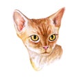 Watercolor close up portrait of cute red Devon Rex short-haired breed cat isolated on white background. English wavy coat poodle Royalty Free Stock Photo