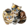 Watercolor close up portrait of cute shorthair kittens isolated on white background. Rare tortoiseshell colouration. Hand drawn Royalty Free Stock Photo