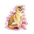 Watercolor close up portrait of popular Abyssinian cat breed isolated on pink background. Short-hair with ticked tabby coat. Hand